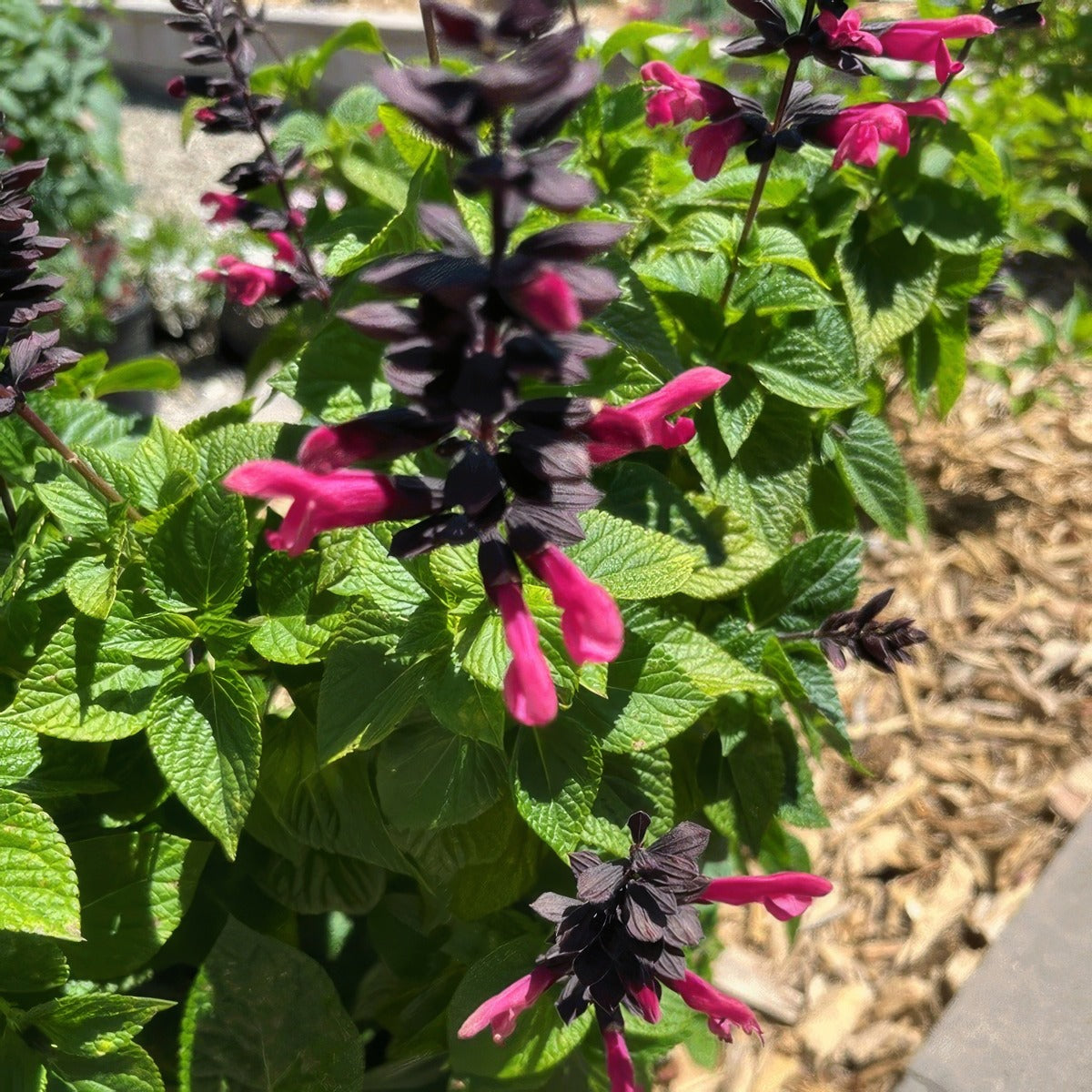 Salvia Jammin Jazz G1 - Garden Express Australia