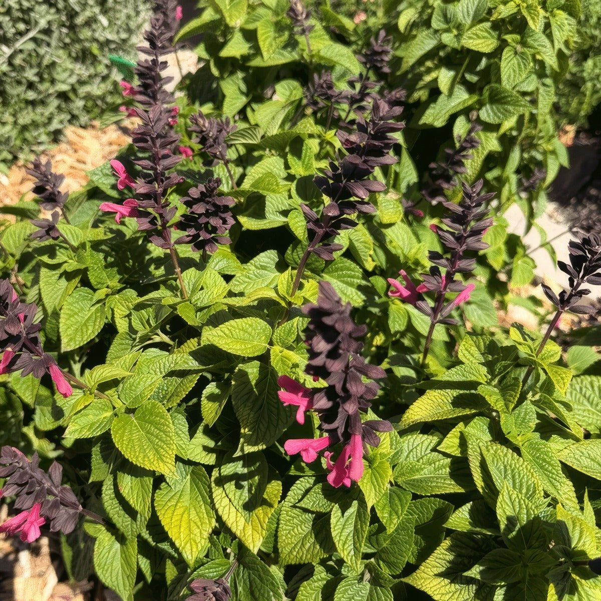 Salvia Jammin Jazz G2 - Garden Express Australia