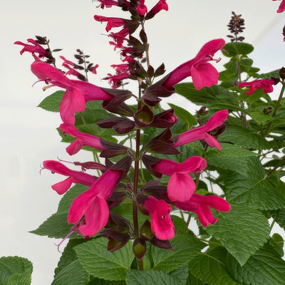 Salvia Jammin Jazz P68saljjz - Garden Express Australia