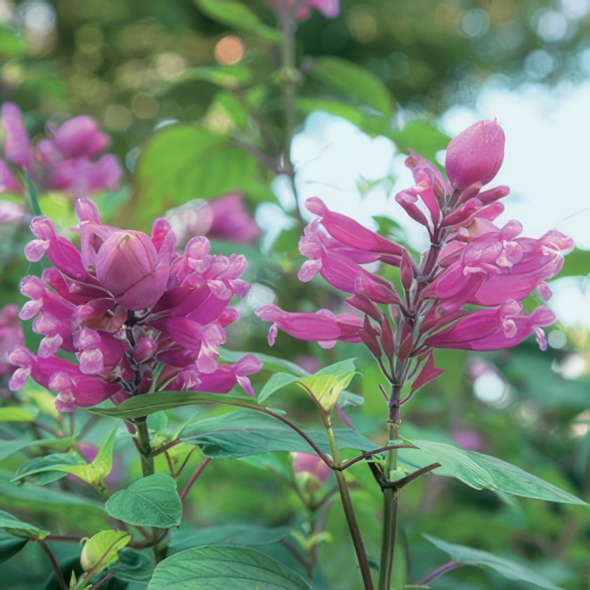 Salvia Joan 17 - Garden Express Australia