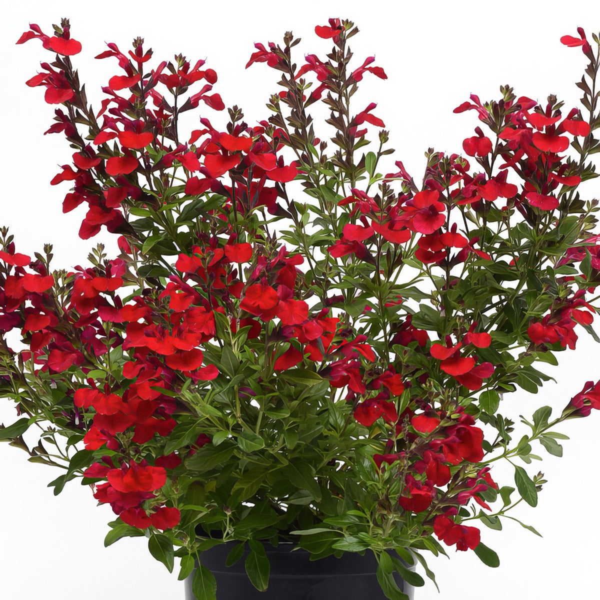 Salvia Mirage Cherry Red 1 - Garden Express Australia