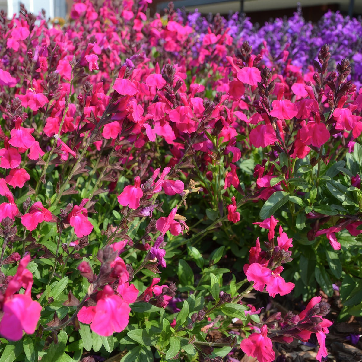 Salvia Mirage Neon Rose - Garden Express Australia