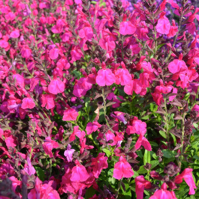 Salvia Mirage Neon Rose P68salmnr - Garden Express Australia