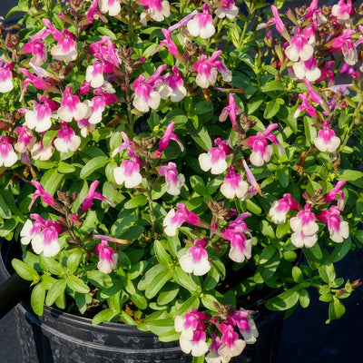 Salvia Mirage Rose Bicolour - Garden Express Australia