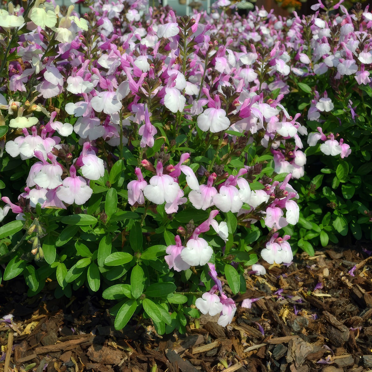 Salvia Mirage Soft Pink P68salmsp - Garden Express Australia