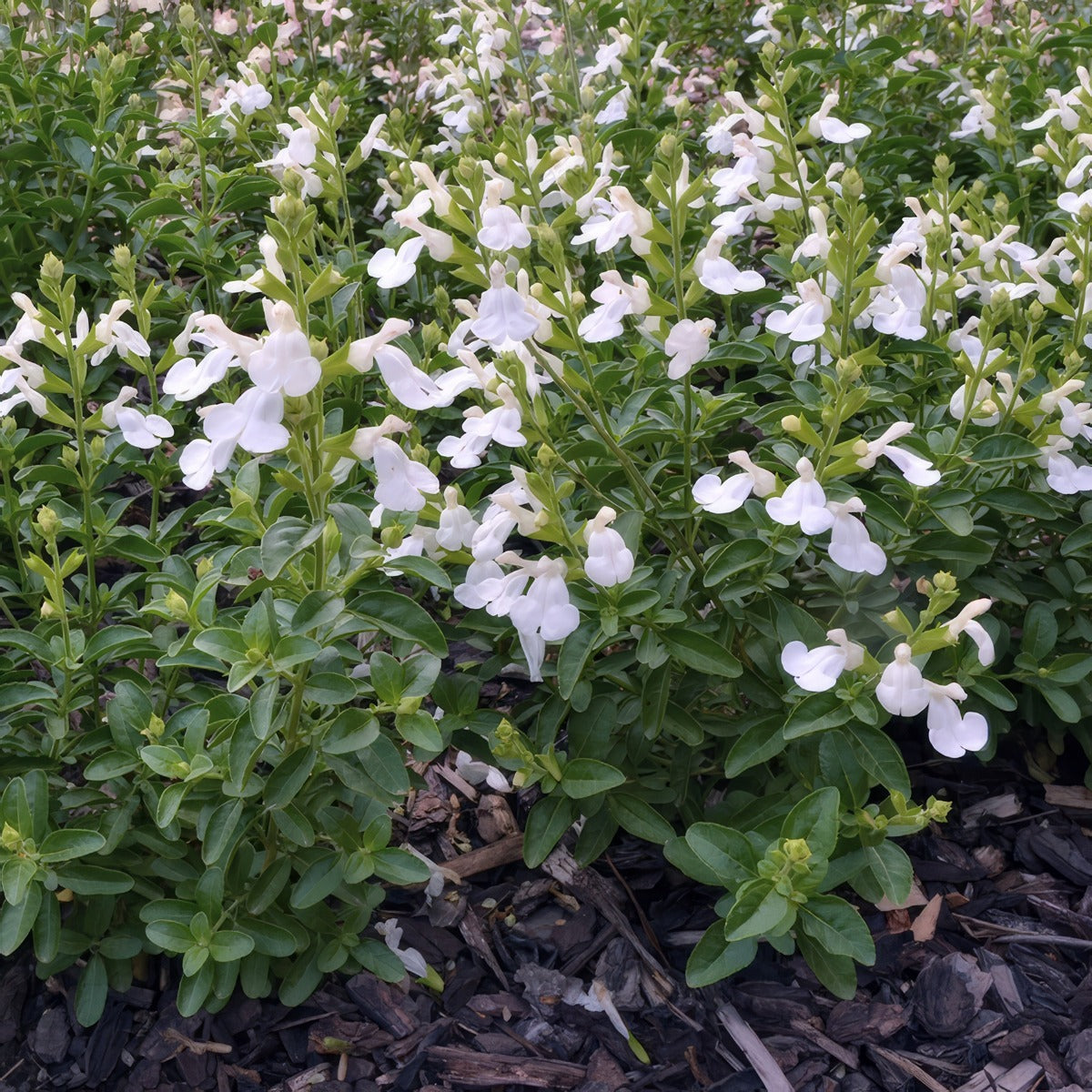 Salvia Mirage White P68salmwt - Garden Express Australia