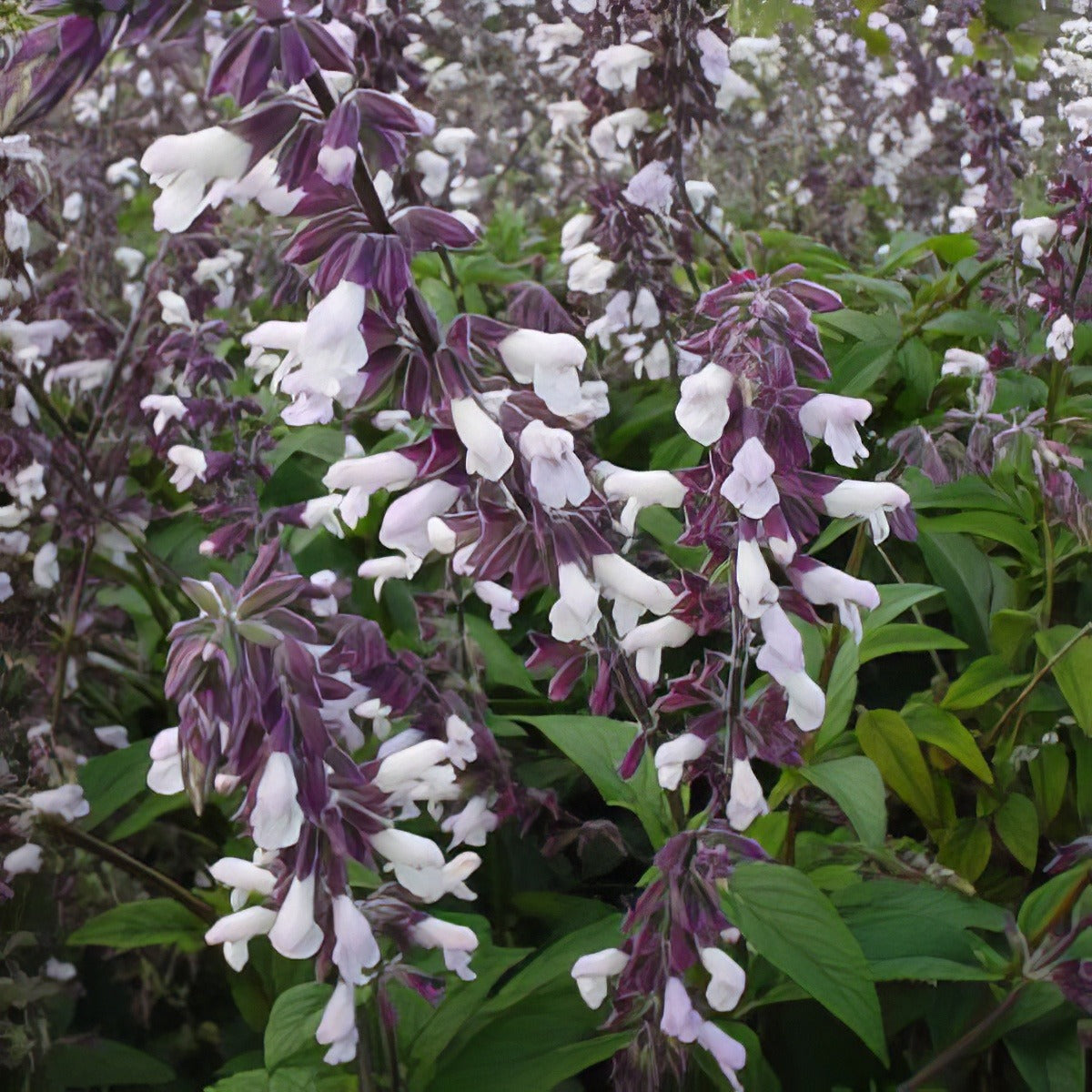 Salvia Phyllis Fancy Lposalpfa - Garden Express Australia