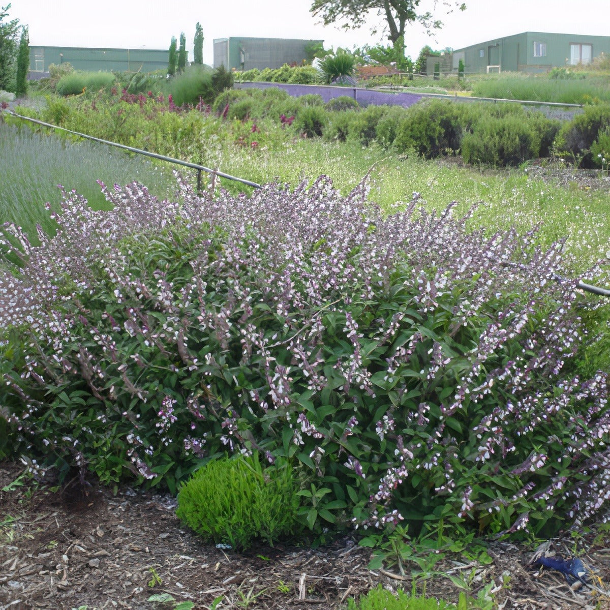 Salvia Phyllis Fancy16 - Garden Express Australia