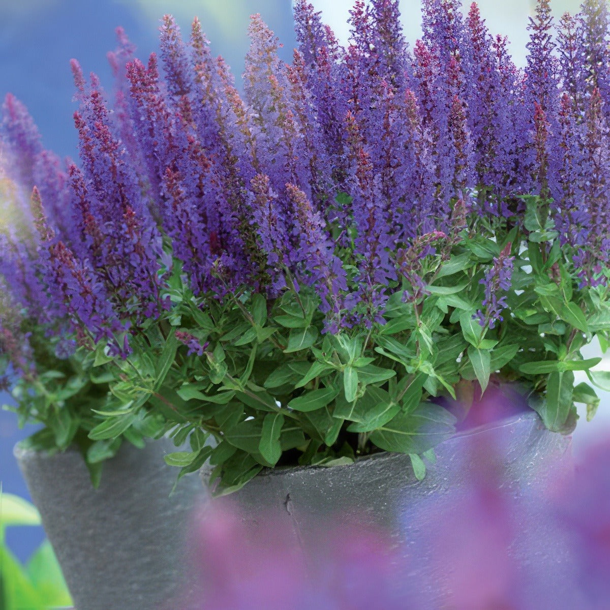 Salvia Sensation Blue 17 - Garden Express Australia