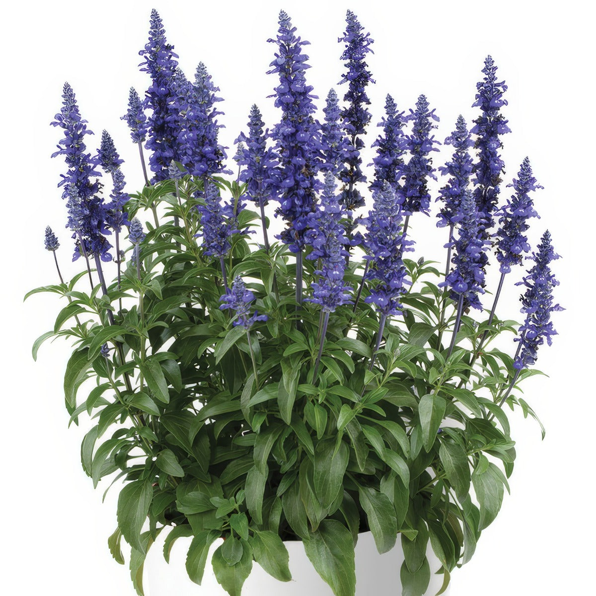 Salvia Sallyfun Blue Lagoon P10salsbl - Garden Express Australia