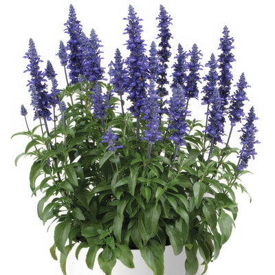 Salvia Sallyfun Blue Lagoon P10salsbl - Garden Express Australia