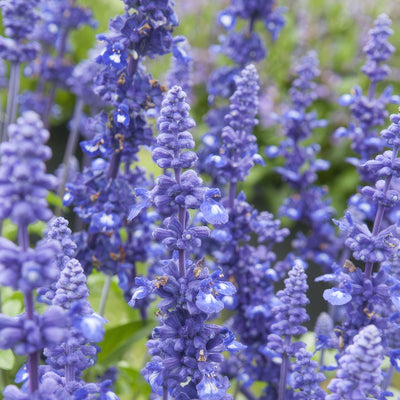 Salvia Sallyfun Deep Ocean - Garden Express Australia