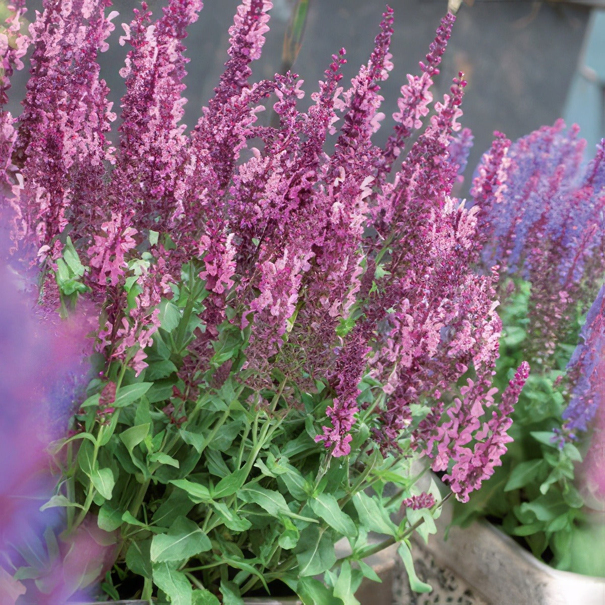 Salvia Sensation Rose 17 - Garden Express Australia