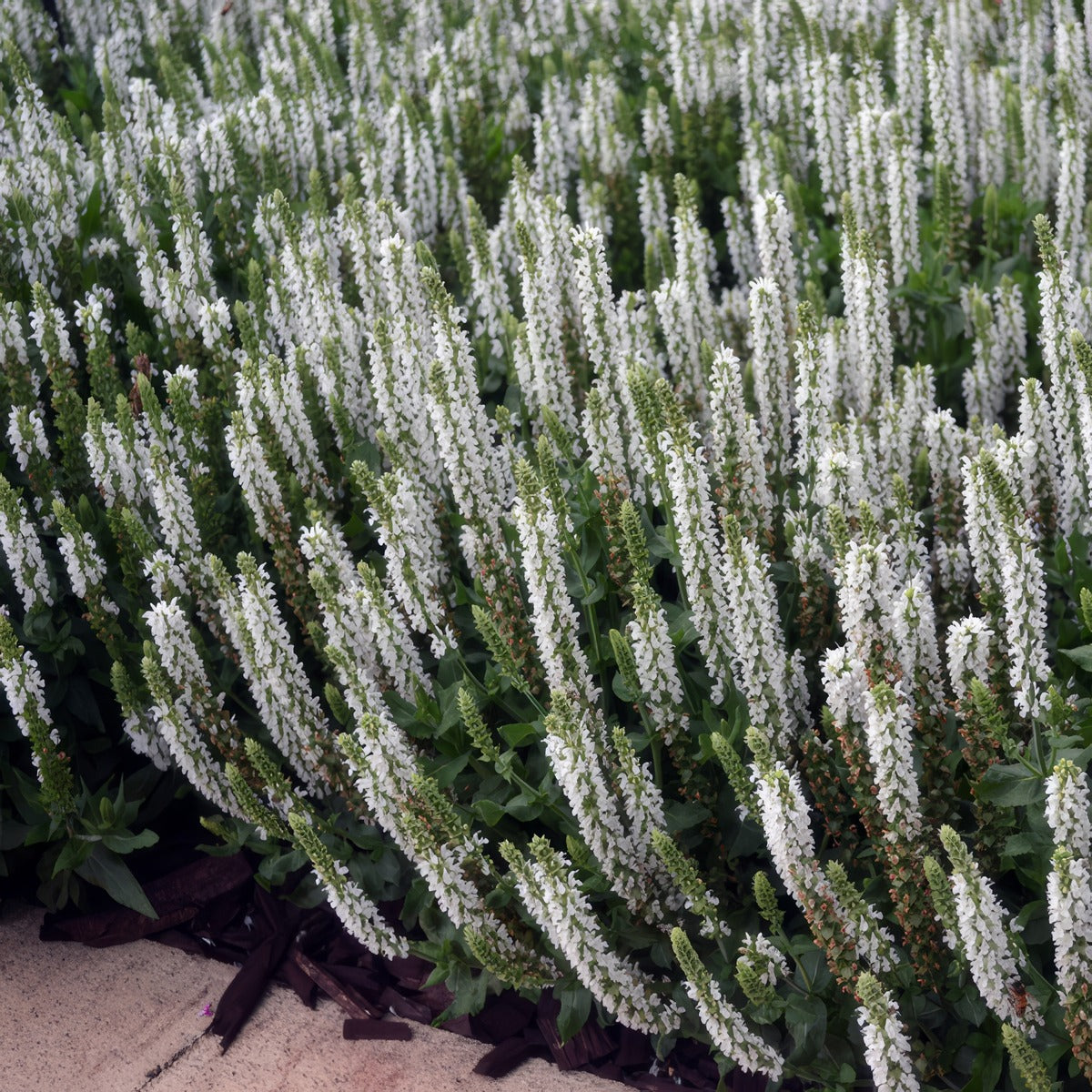 Salvia Sensation White P68salswh - Garden Express Australia