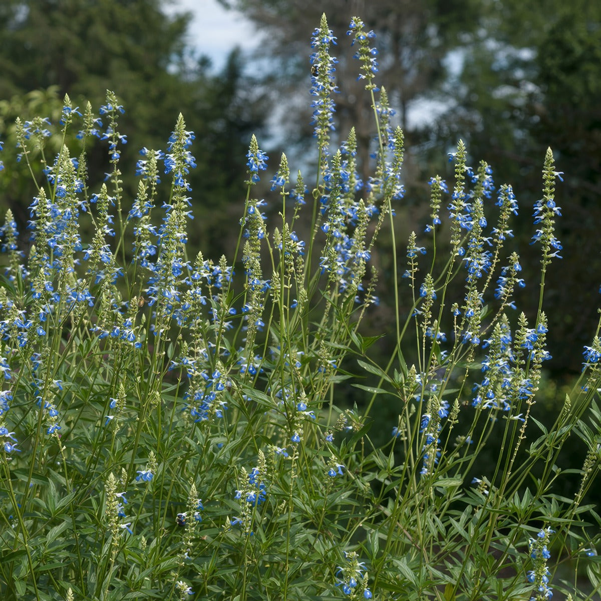 Salvia Uliginosa Bog Sage P68saluli - Garden Express Australia