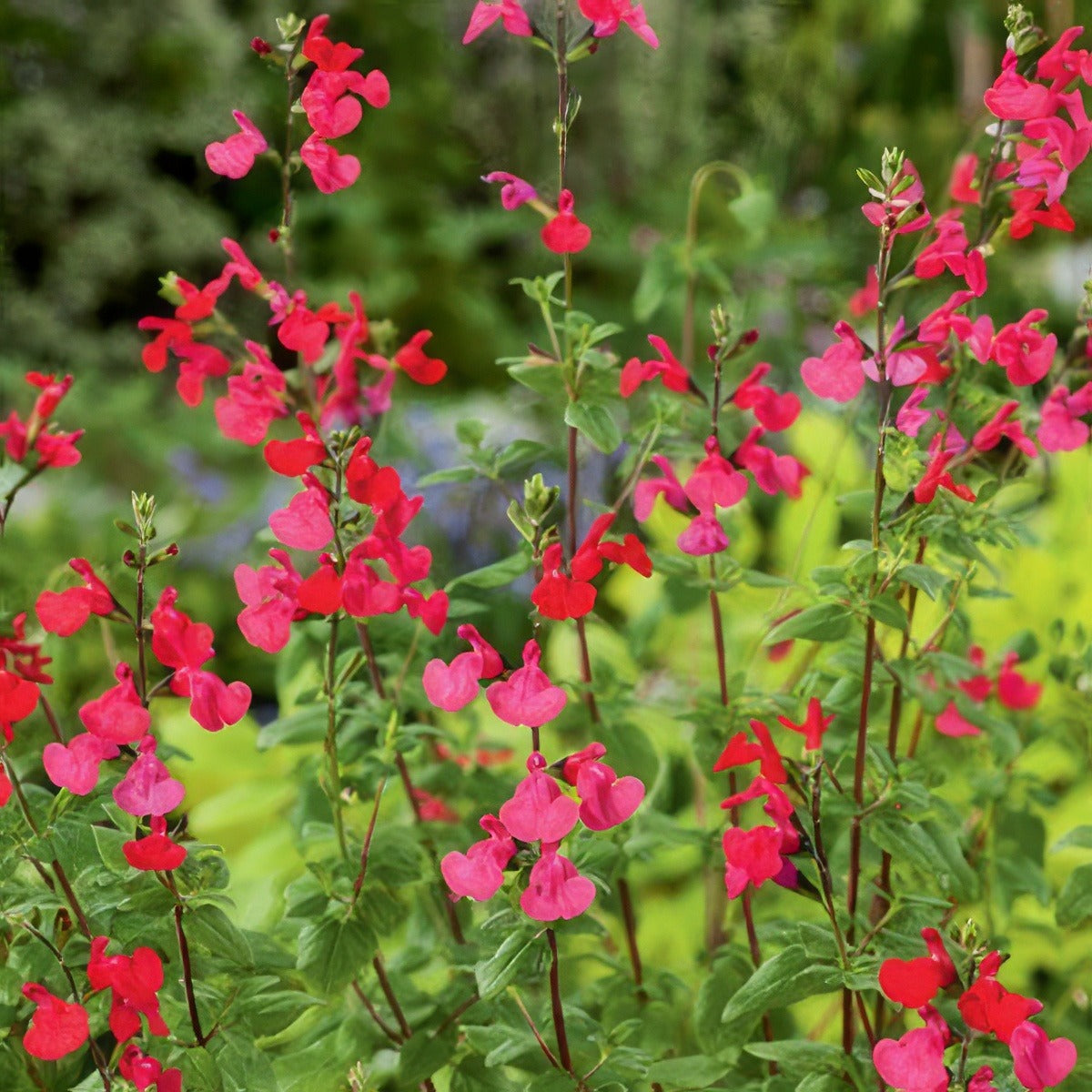 Salvia Margaret Arnold Lposalmar 17 - Garden Express Australia