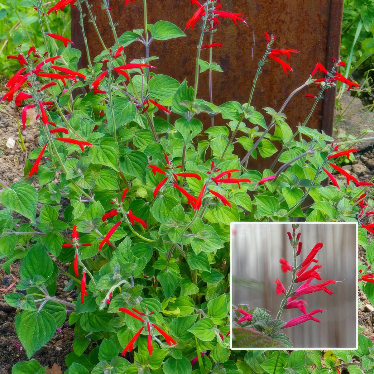 Salvia Pineapple Sage P75salpsa - Garden Express Australia