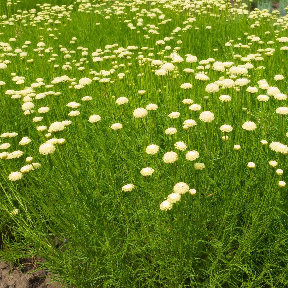 Santolina Green Cotton Lavender P68sangrn - Garden Express Australia