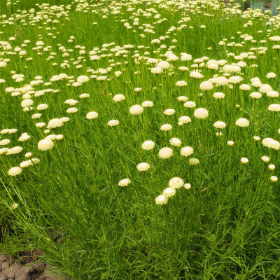 Santolina Green Cotton Lavender P68sangrn - Garden Express Australia
