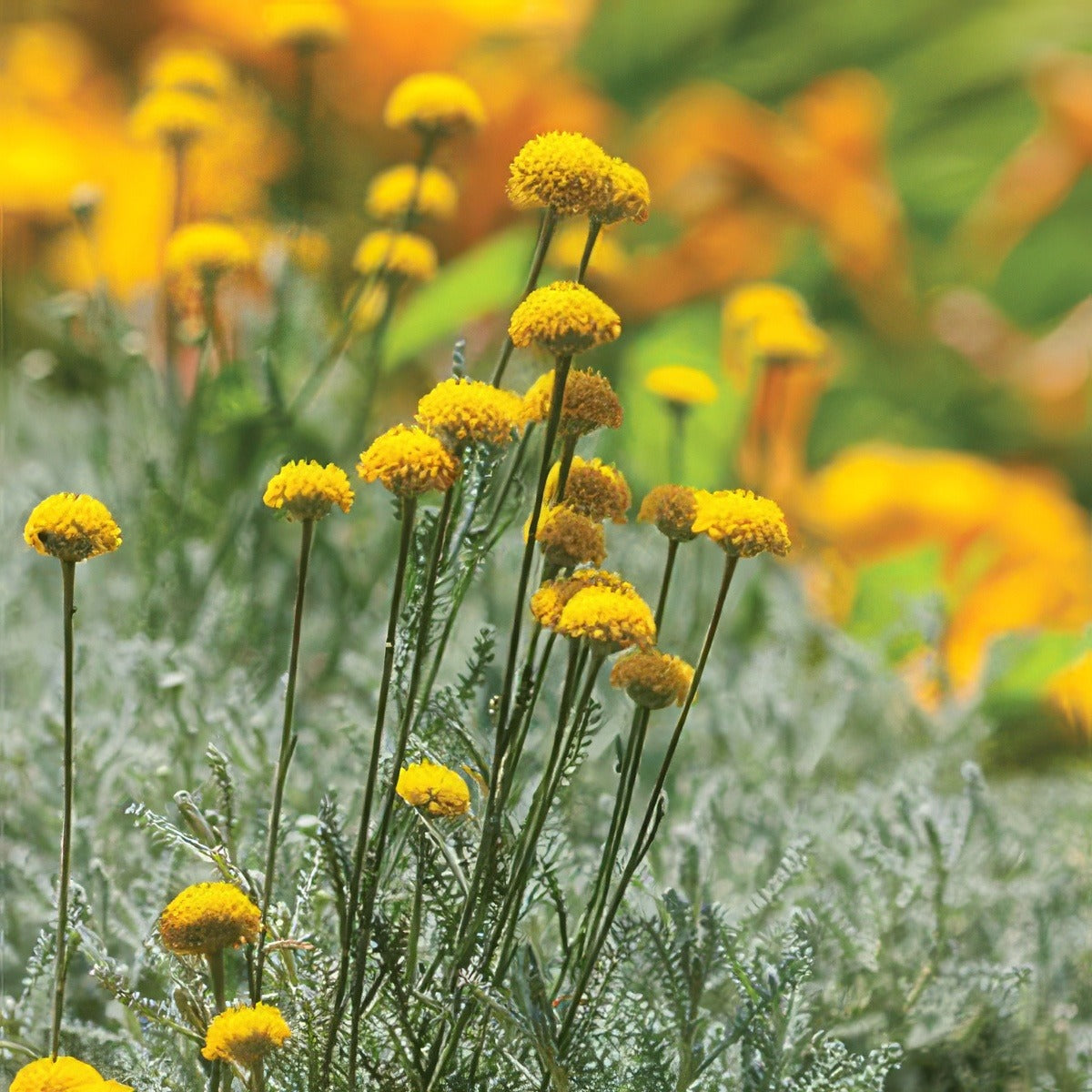 Santolina Cotton Lavender - Garden Express Australia