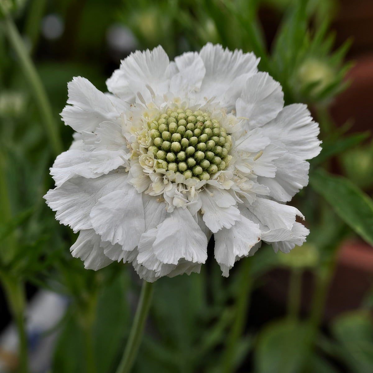 Scabiosa Alba P68scaalb - Garden Express Australia