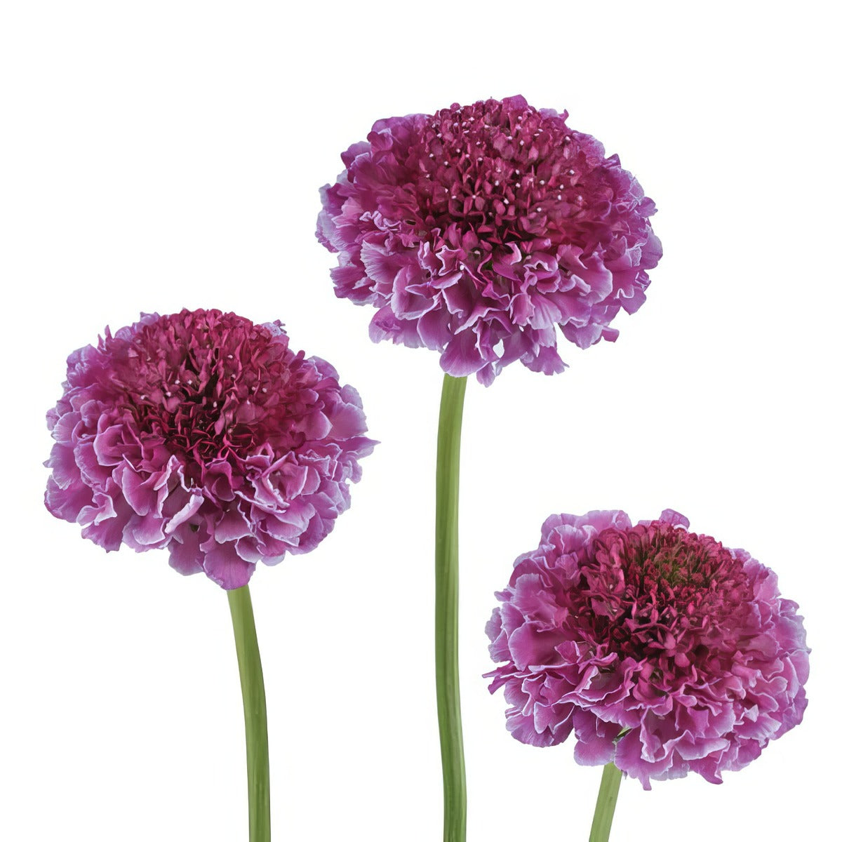 Scabiosa Focal Scoop Bicolour Pink - Garden Express Australia