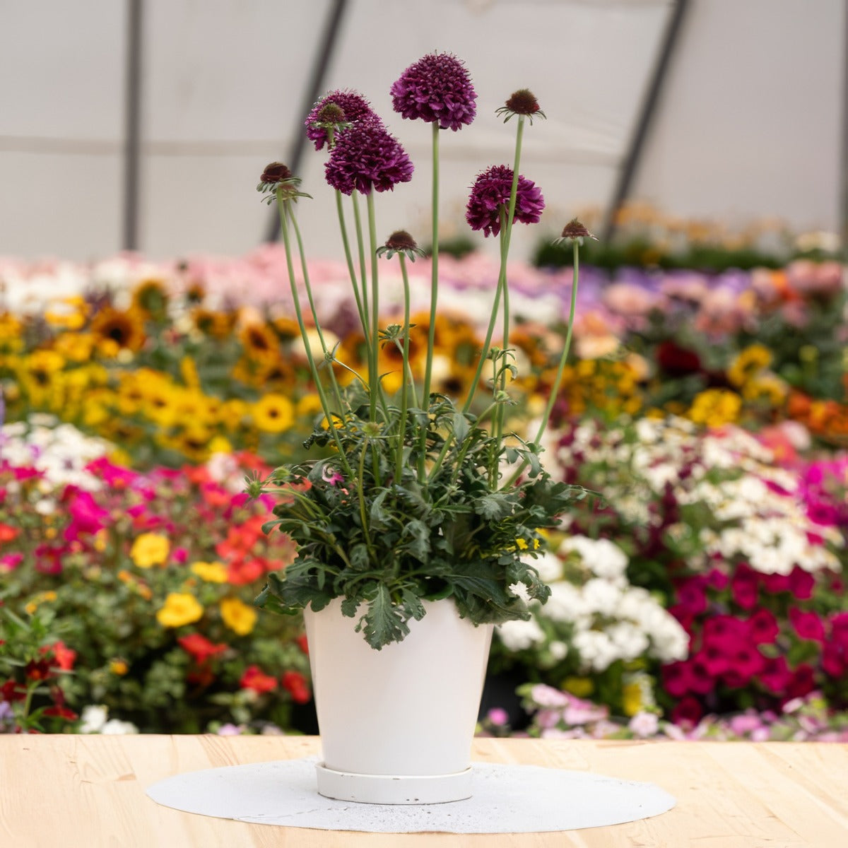 Scabiosa Focal Scoop Dark Purple - Garden Express Australia