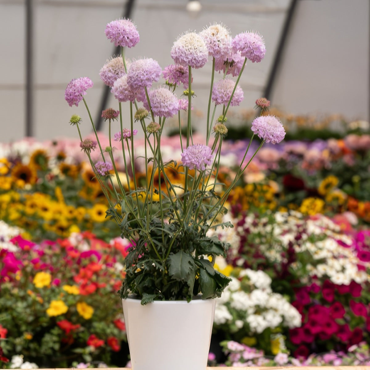 Scabiosa Focal Scoop Lilac - Garden Express Australia