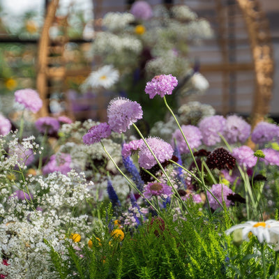 Scabiosa Focal Scoop Lilac P68scafsl - Garden Express Australia
