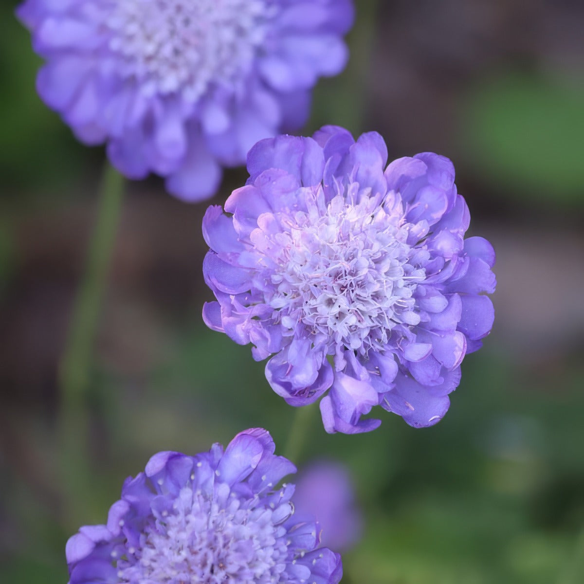 Scabiosa Mariposa Blue P68scambl - Garden Express Australia