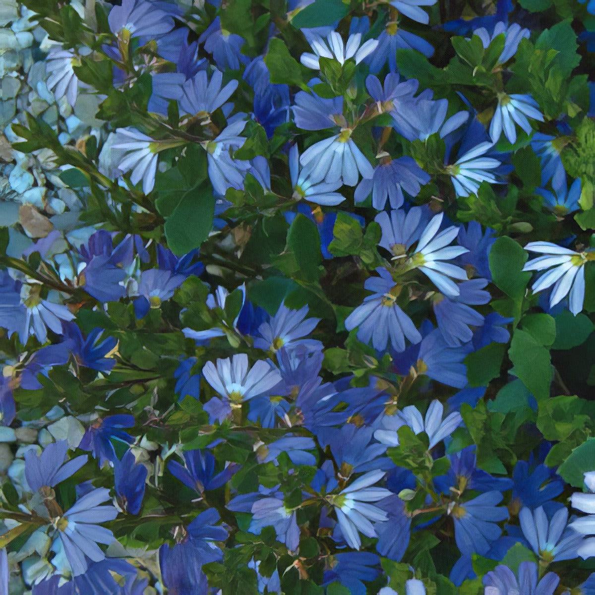 Scaevola Blue Ribbon - Garden Express Australia