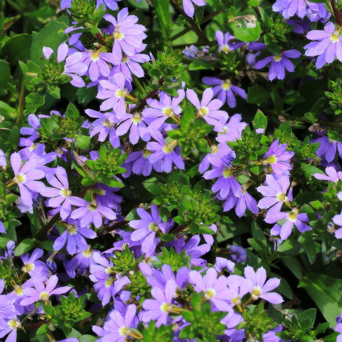 Scaevola Mauve Clusters P68scamcl - Garden Express Australia