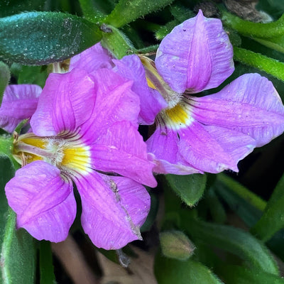 Scaevola Pink Perfection By Allthingsnative Via Wikimedia Commons - Garden Express Australia