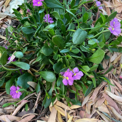 Scaevola Pink Perfection By Allthingsnative Via Wikimedia Commons P14scappf - Garden Express Australia