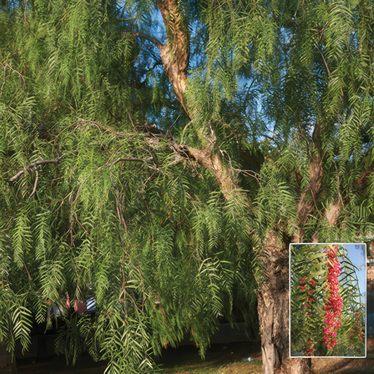Schinus Molle Peppercorn Tree Lposchmol - Garden Express Australia