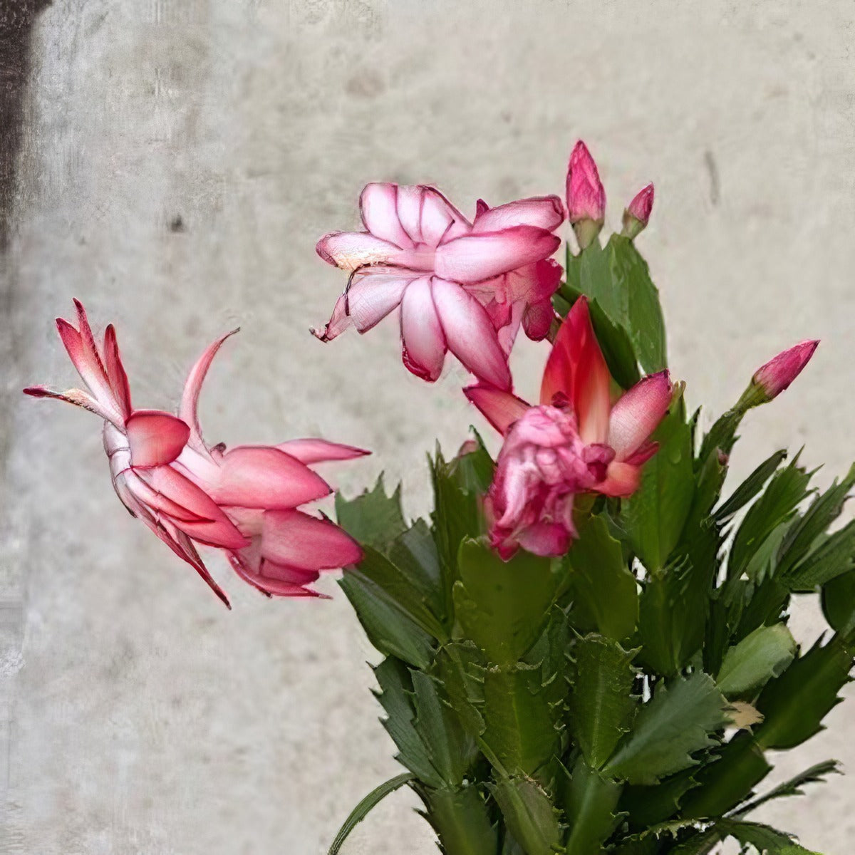 Zygocactus Flame Purple P12zygfpu - Garden Express Australia