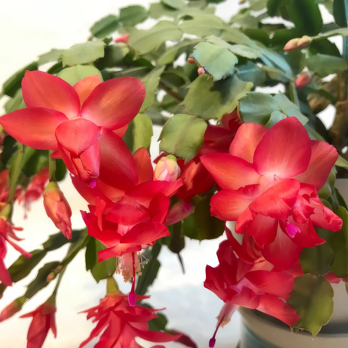 Zygocactus Red P68schzrd - Garden Express Australia