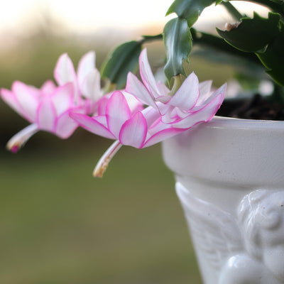 Schlumbergera Zygocactus Thor Ida - Garden Express Australia