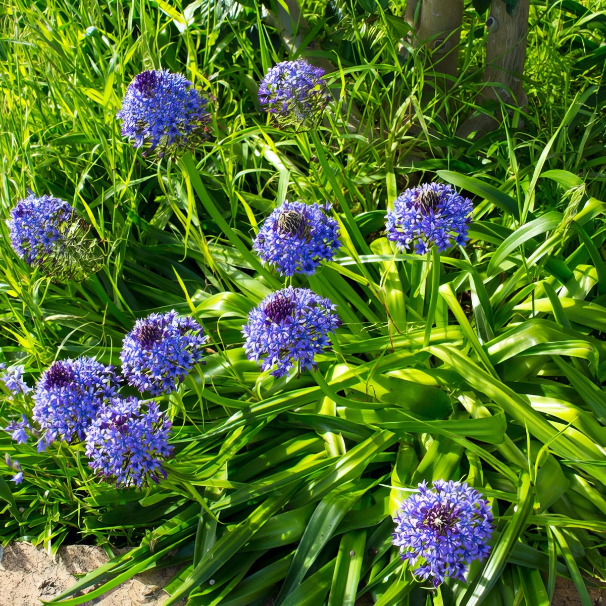 Scilla Peruviana Cuban Lily - Garden Express Australia