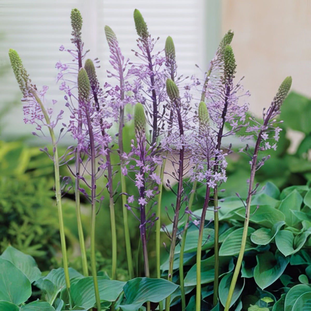 Scilla Hyacinthoides Pkscihya 2017 - Garden Express Australia