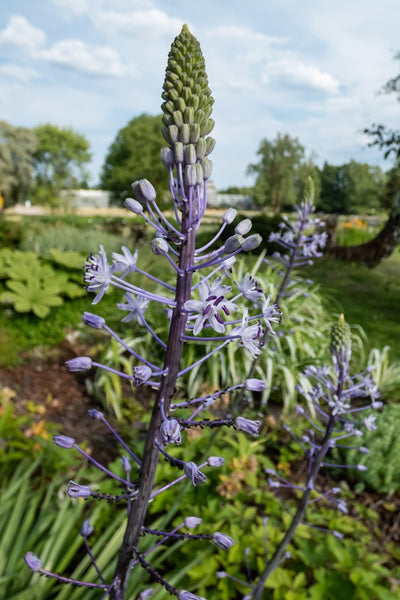 Scilla Hyacinthoides Pkscihya - Garden Express Australia
