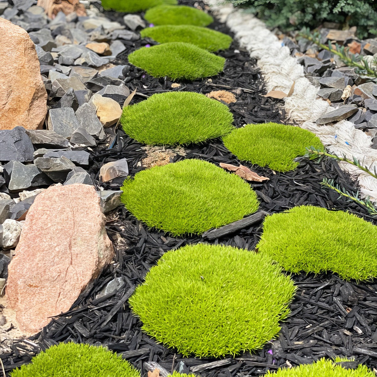 Scleranthus Biflorus Pplsclbif - Garden Express Australia