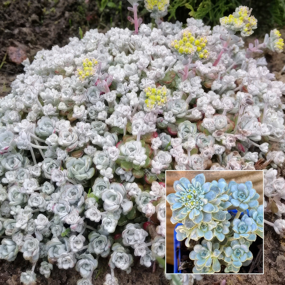 Sedum Cape Blanco Pplsedcbl - Garden Express Australia