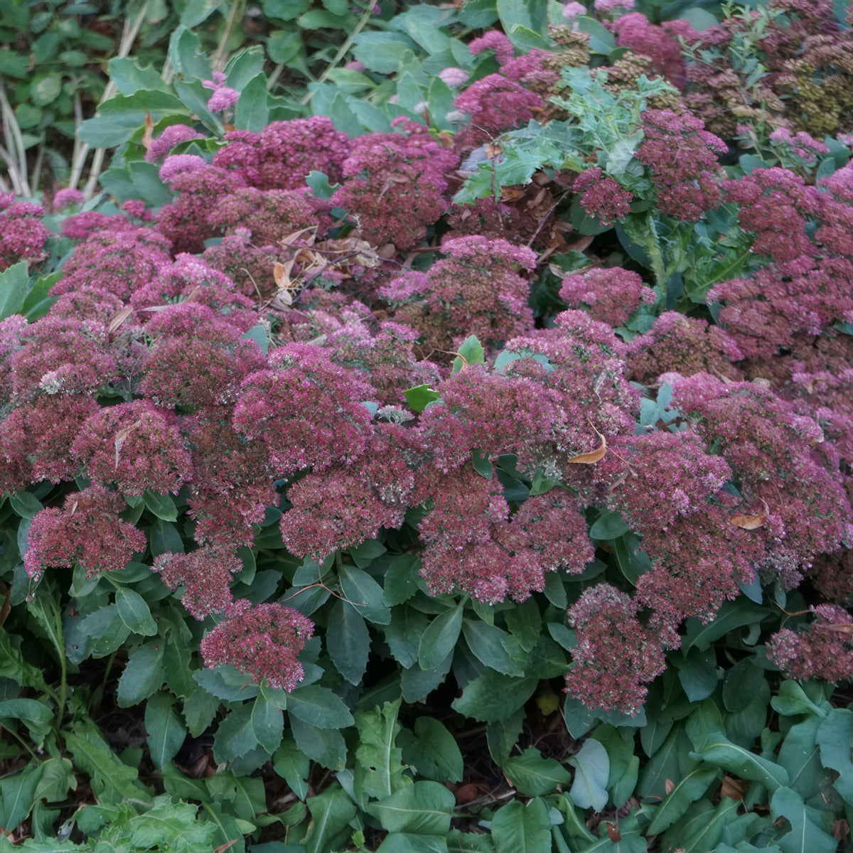 Sedum Ruby Glow P68sedrgl - Garden Express Australia
