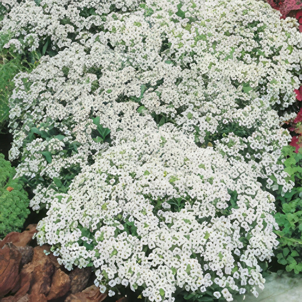 Seed Alyssum Carpet Of Snow 2019 Seealycos - Garden Express Australia