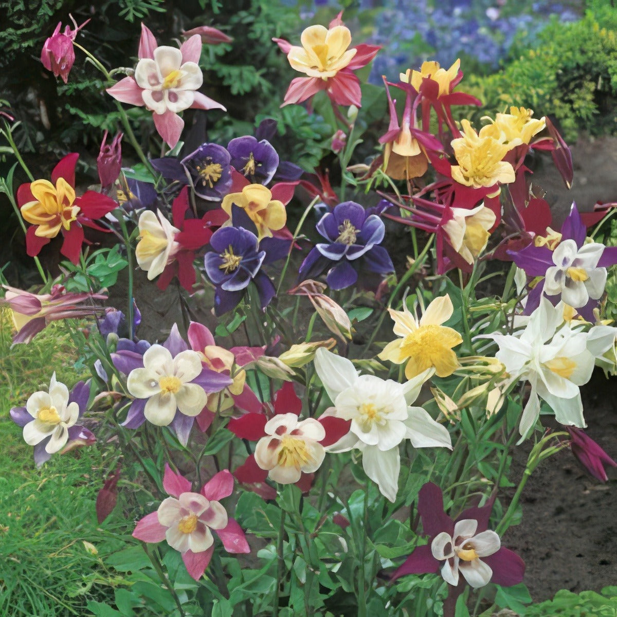 Aquilegia Mckanna Giant 150 Pk 16 Jpg - Garden Express Australia