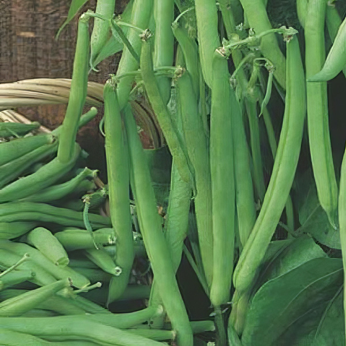 Dwarf Bean Bountiful Baby Seebeabba - Garden Express Australia