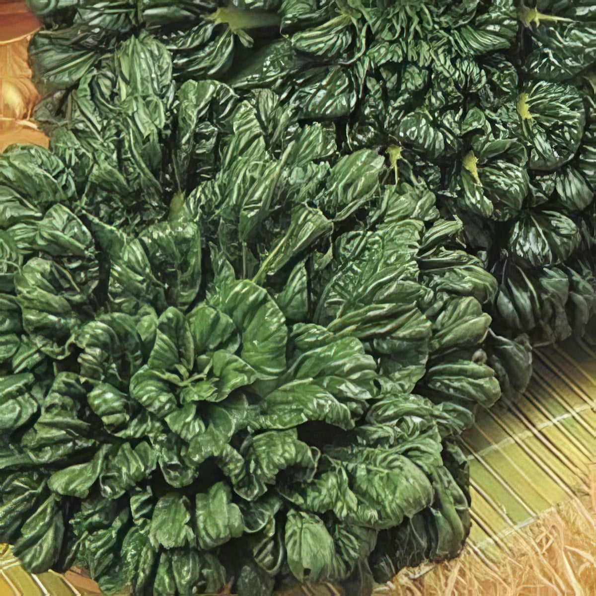Bok Choi - Garden Express Australia