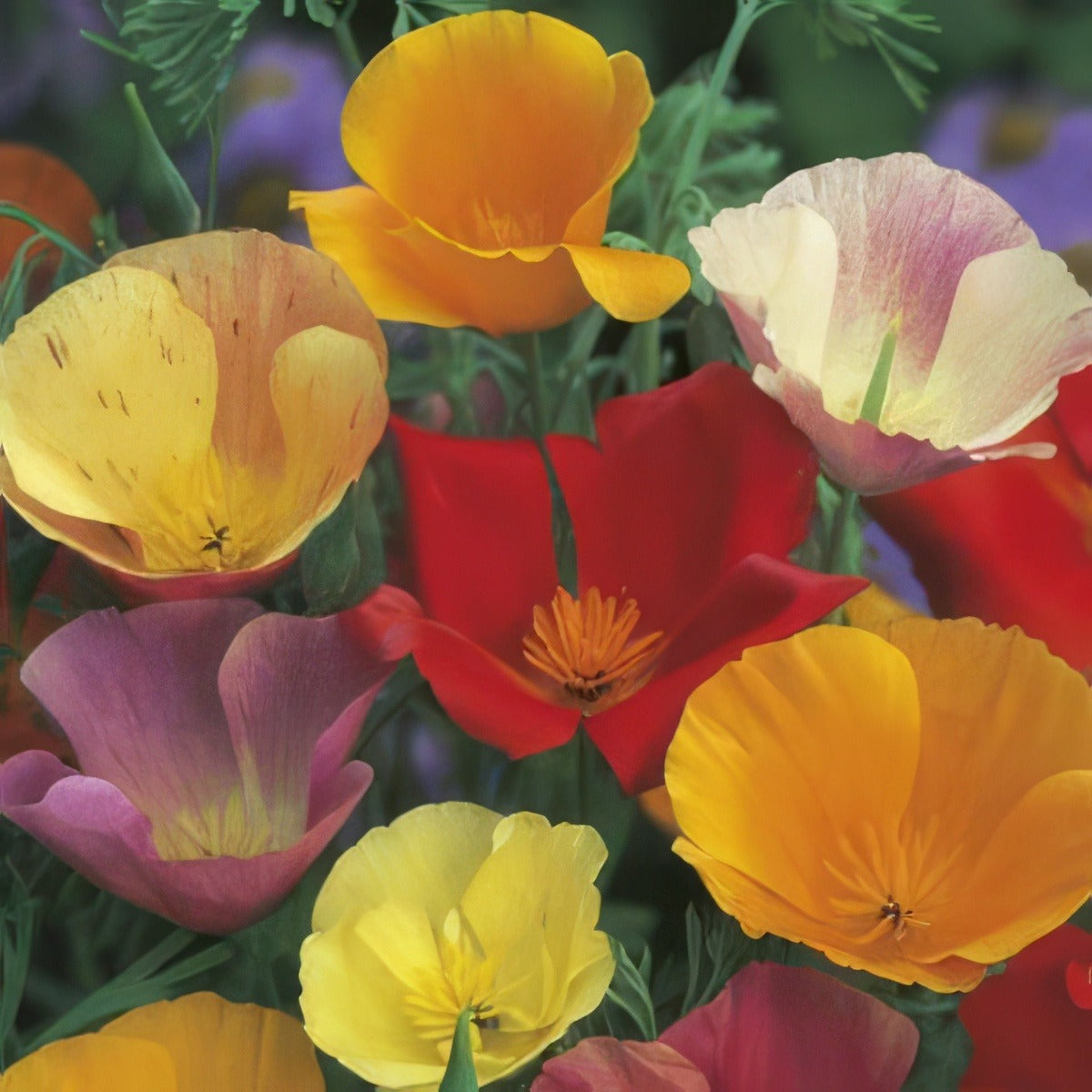 Seed Californian Poppy Single Mixed Seecalpsi - Garden Express Australia
