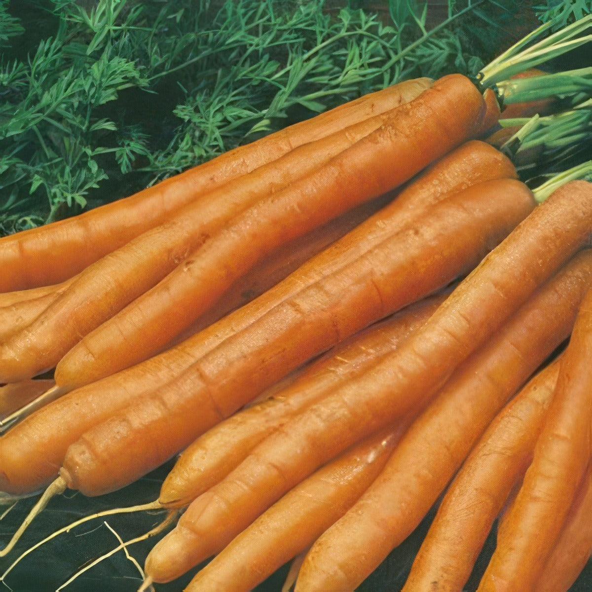 Carrot Baby Pak 2000 Pk 16 - Garden Express Australia